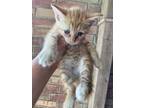 Adopt DELILAH a Orange or Red Tabby Domestic Shorthair / Mixed (short coat) cat
