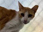 Adopt Freddy a Orange or Red Domestic Shorthair / Domestic Shorthair / Mixed cat