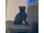 Adopt Xena 4 a All Black Domestic Shorthair / Mixed cat in Austin, TX (34681138)