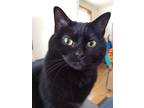 Adopt Maria a All Black American Shorthair / Mixed (short coat) cat in Chicago