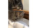 Adopt Blonde a Gray, Blue or Silver Tabby Domestic Mediumhair / Mixed cat in