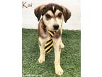 Adopt Kai a Black - with Tan, Yellow or Fawn Husky / Beagle / Mixed dog in San