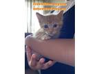 Adopt Bella a Tan or Fawn Tabby Singapura / Mixed cat in San Marcos