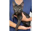 Adopt Smokey a Black (Mostly) Domestic Shorthair (short coat) cat in Temecula