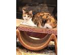 Adopt Drita a Calico or Dilute Calico Calico / Mixed (short coat) cat in