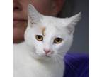 Adopt Cupcake a White Domestic Shorthair / Mixed cat in Madisonville