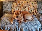 Adopt Chakra a Brindle - with White American Pit Bull Terrier / Mixed dog in