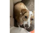 Adopt Rosalinda (Rosy) a Tan/Yellow/Fawn - with White Rat Terrier / Mixed dog in