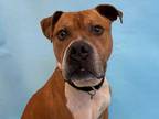 Adopt Major a Tan/Yellow/Fawn American Pit Bull Terrier / Boxer / Mixed dog in