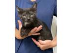 Adopt Miller a Black (Mostly) Domestic Shorthair (short coat) cat in Temecula
