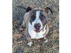 Adopt QUEEN B a Brindle - with White American Pit Bull Terrier / Mixed dog in