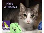 Adopt NINJA a White (Mostly) Domestic Shorthair / Mixed (short coat) cat in