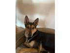 Adopt Rosie a Black - with Tan, Yellow or Fawn German Shepherd Dog / Mixed dog