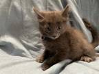 Adopt SOLA a Gray or Blue Domestic Shorthair / Mixed (short coat) cat in Rancho