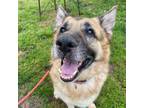 Adopt Diesel a Black German Shepherd Dog / Mixed dog in Peachtree City