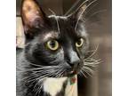 Adopt Muk Muk a All Black Domestic Shorthair / Mixed cat in Murray