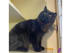 Adopt Jose a All Black Domestic Longhair / Mixed cat in Murray, UT (34680633)