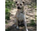 Adopt Clay a Red/Golden/Orange/Chestnut Black Mouth Cur / Mixed dog in St.