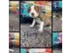Adopt Harry Monarch a Tan/Yellow/Fawn Labrador Retriever / Pit Bull Terrier /