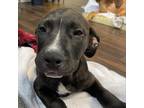 Adopt Archie Monarch a Black Labrador Retriever / Pit Bull Terrier / Mixed dog