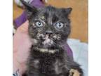 Adopt Glimmer Cloud a All Black Domestic Shorthair / Mixed cat in Mission