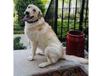 Adopt Nacho a Tan/Yellow/Fawn Labrador Retriever / Golden Retriever / Mixed dog