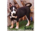 Adopt Gabby a Tricolor (Tan/Brown & Black & White) Border Collie / German