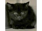 Adopt Beckett Cloud a All Black Domestic Shorthair / Mixed cat in Mission