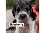 Adopt Elderberry Crepe a Black Beagle / Mixed dog in Mission, KS (34680481)