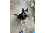 Adopt Blue a Black - with White German Shepherd Dog / Husky / Mixed dog in