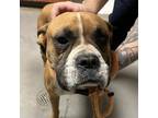 Adopt Rolex a Brown/Chocolate Boxer / Mixed dog in Yuma, AZ (34680444)