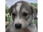 Adopt Eros Titus a White - with Tan, Yellow or Fawn Husky / Mixed dog in