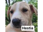 Adopt Hestia Titus a White - with Tan, Yellow or Fawn Husky / Mixed dog in