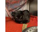 Adopt Saturn a Tortoiseshell Domestic Shorthair / Mixed cat in Pittsburgh