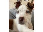 Adopt Zelda a White - with Brown or Chocolate Blue Heeler / American