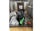 Adopt Clive B a Black Labrador Retriever / American Pit Bull Terrier / Mixed dog