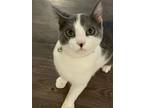 Adopt Osiris a Gray or Blue (Mostly) American Shorthair / Mixed (short coat) cat