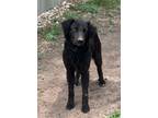 Adopt Harley a Black Australian Cattle Dog / Labrador Retriever / Mixed dog in