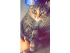 Adopt Harmony a Tiger Striped Domestic Shorthair / Mixed (short coat) cat in