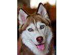 Adopt Lucky a Siberian Husky / Mixed dog in Sechelt, BC (34680275)
