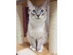 Adopt Miso 3513 a Siamese / Mixed cat in Bonsall, CA (34680269)