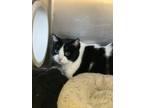 Adopt Cookie a Domestic Shorthair / Mixed cat in Vancouver, BC (34680189)