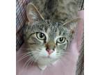 Adopt a Domestic Shorthair / Mixed cat in Spokane Valley, WA (34680182)