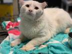 Adopt SPITE a White Domestic Mediumhair / Mixed (medium coat) cat in Tulsa