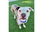 Adopt BRODY a White - with Gray or Silver American Pit Bull Terrier / Mixed dog