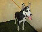 Adopt a Black - with White Husky / Mixed dog in Winter Haven, FL (34680133)