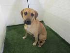 Adopt a Tan/Yellow/Fawn - with Black Black Mouth Cur / Mixed dog in Winter