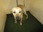 Adopt a Tan/Yellow/Fawn - with Black Hound (Unknown Type) / Mixed dog in Winter