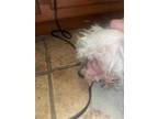 Adopt VANILLA a White Poodle (Miniature) / Mixed dog in San Antonio