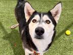 Adopt LYDIA a Black - with White Husky / Mixed dog in Phoenix, AZ (34680090)